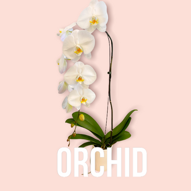 Waterfall White Orchid in Madison WI, Naly's Floral Shop, LLC