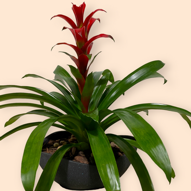 Bromeliad in Madison WI, Naly's Floral Shop, LLC