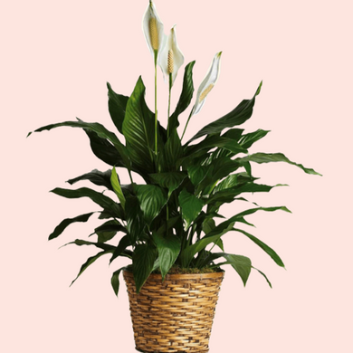 Peace Lily Plant 8inch in Madison WI, Naly's Floral Shop, LLC